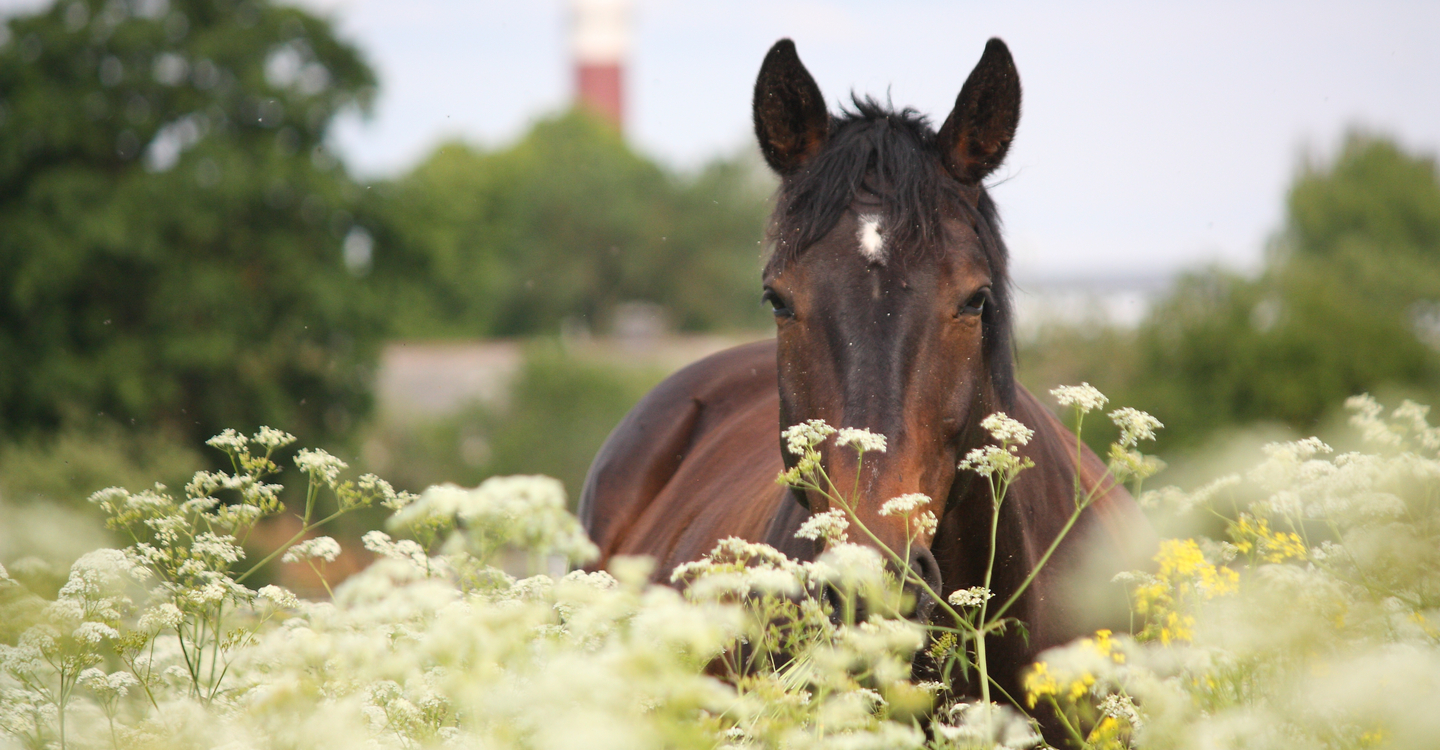Poisonous Plants For Horses: Owner Guide Vale Stables