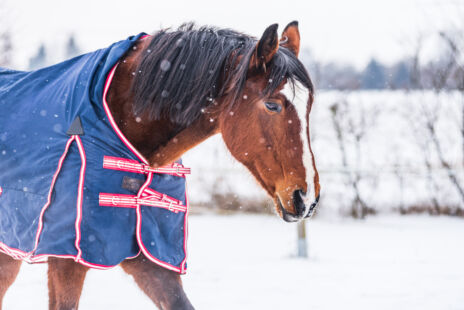 A horse wearing a blue horse rug in a snowy field with snow coming down.