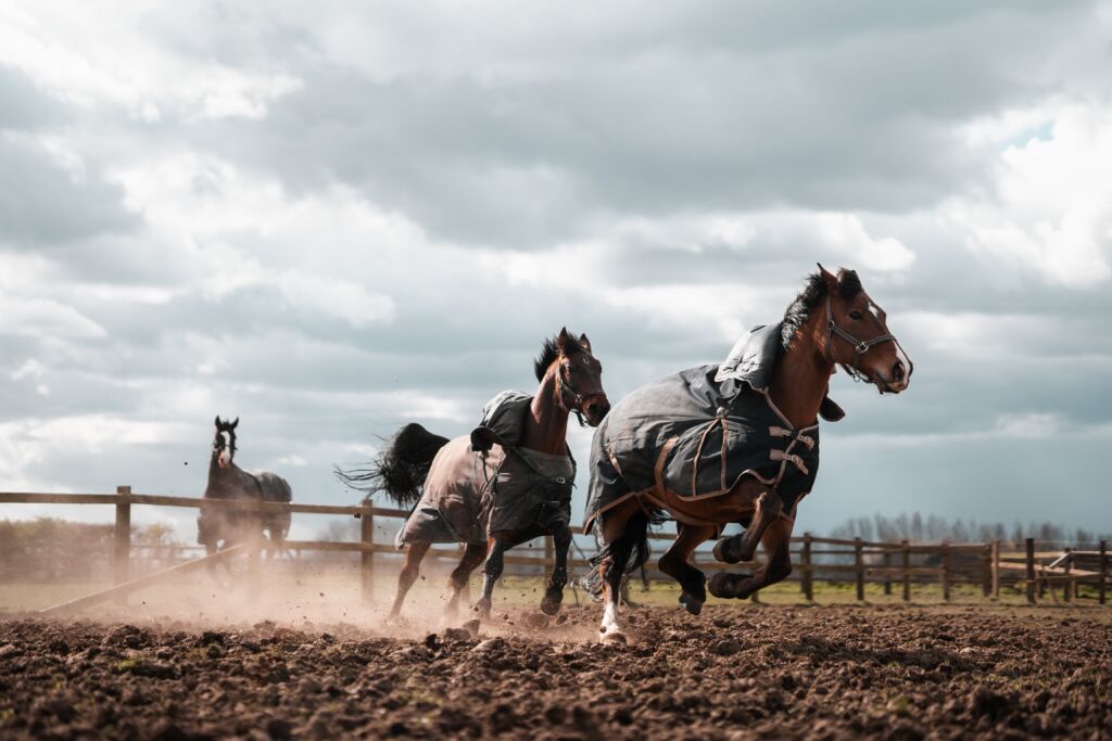 Two horses running in a livery wearing a horse rug.